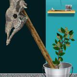 Giraffidae (after G O'K)