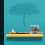 Giraffidae (after G O'K)