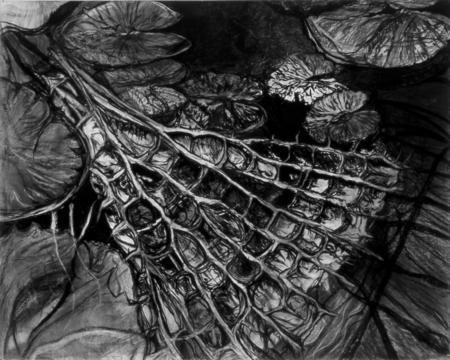 Amazonica X Cruziana