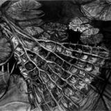 Amazonica X Cruziana