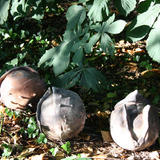 Ceramic Horse Chesnuts