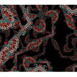 another adorable ancestor