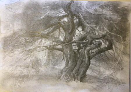 Botanic gardens Cambridge