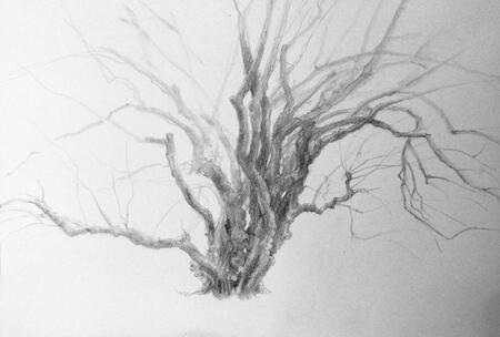 Dogwood, Cambridge Botanic Gardens