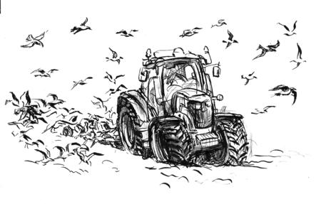Gulls following the tractor