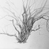 Dogwood, Cambridge Botanic Gardens