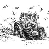 Gulls following the tractor