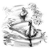 Swans