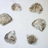 Oyster shells, clues to Roman life in Norfolk