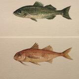 Fish illustration