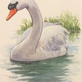 Swan