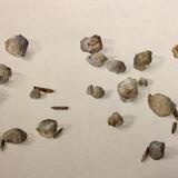 Fossils Of Brachiopods And Belemnites , Sea Creatures Found In Norfolk.