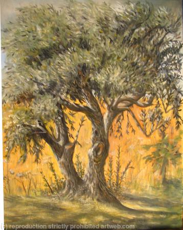 Olive Tree