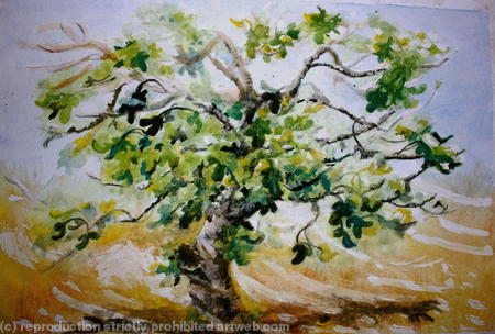 Fig Tree