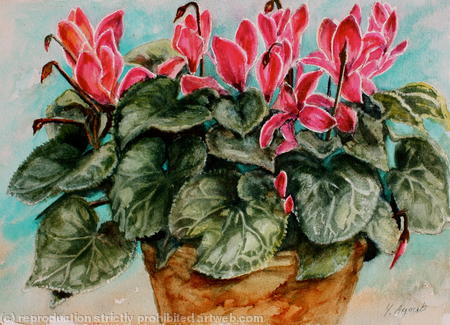 Cyclamen