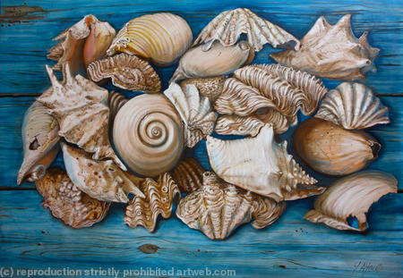 Sea Shells on Wood