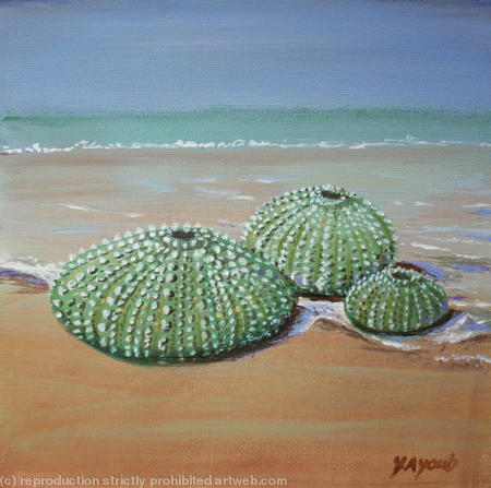 Sea Urchins