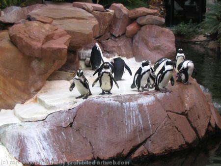 Penguins - Las Vegas
