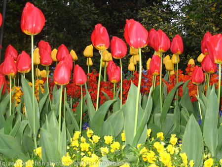 Holland Tulips