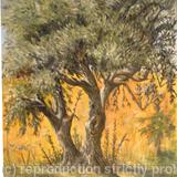 Olive Tree