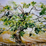 Fig Tree