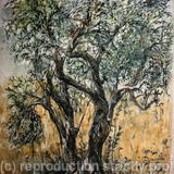 Olive Tree