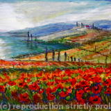 Tuscan Poppy Fields