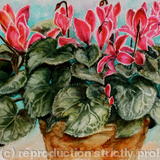 Cyclamen