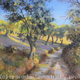 Olive Groves in Autumn