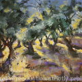 Old Olive Trees