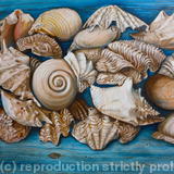 Sea Shells on Wood