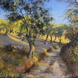 Olive Groves in Autumn Sunlight