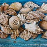 Sea Shells on Wood