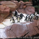 Penguins - Las Vegas