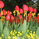 Holland Tulips