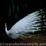 Peacock 001