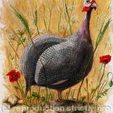 Guinea Fowl