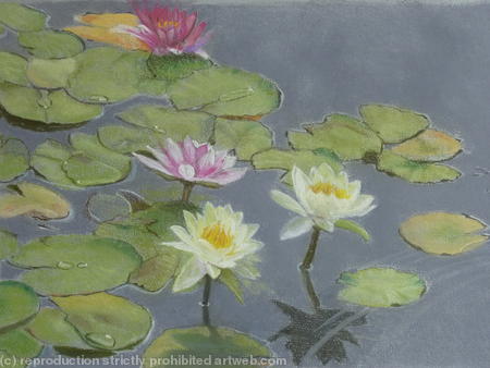 Waterlilies