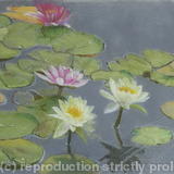 Waterlilies