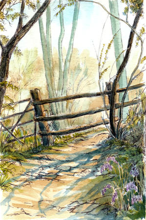 Bluebells and Morning Sun as a greeting card. Prints  and postcards available.