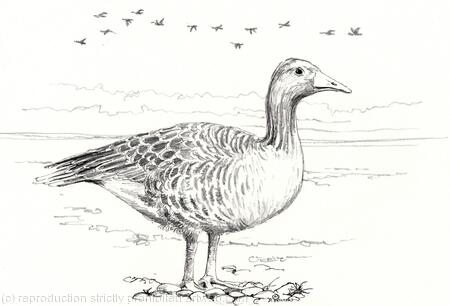 Pink foot goose greeting card