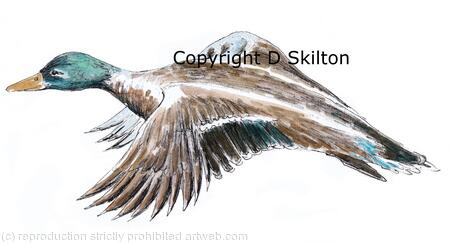 Duck flying greeting card 