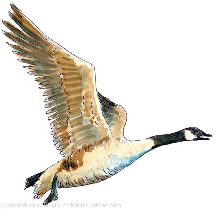 Canada goose image on greeting card or bespoke notelet. Prints and postcards available.