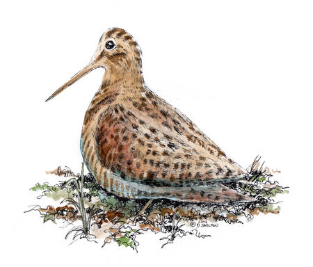 Woodcock 