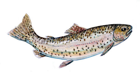 Brown trout painting greeting card 