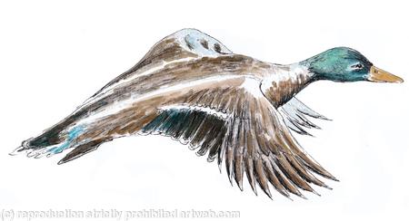 Duck, male mallard greeting card