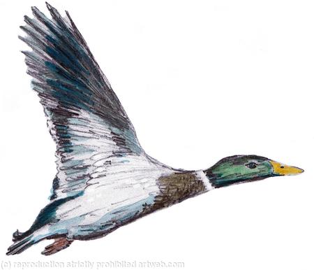 mallard male (wings up 6 greeting cards