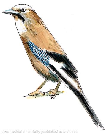 Jay, pack of 6 greeting cards