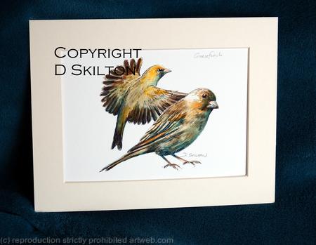 Greenfinch pair, laser print hand signed . this is in a 7 by 9 mount to fit a standard frame.