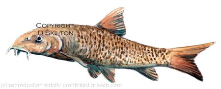 BARBEL watercolour . Freshwater fish image, pencil and watercolour. This is on a greeting card but it can be used on a Day fishing record card perhaps.